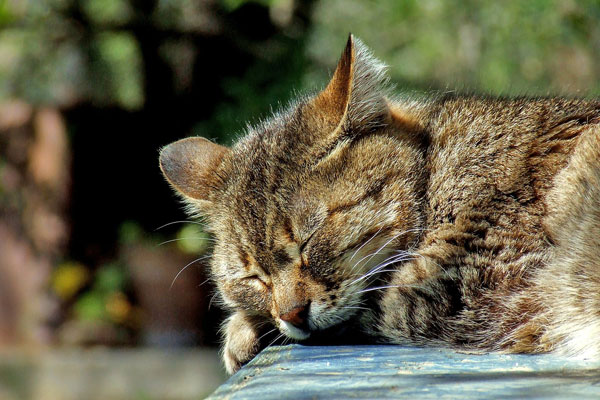 Cat sleeping garden domestic brown