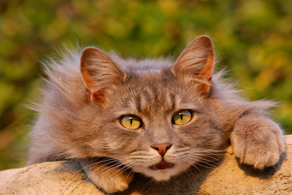 Close Up Domestic Animal Furry Feline Pet Cat