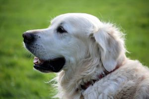 Golden retriever dog wearing red collar