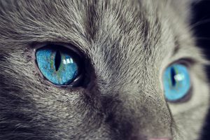 Cat blue eyes close up