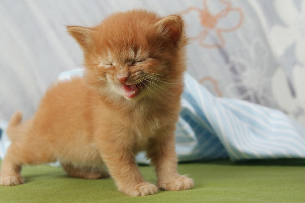 Cat Kitten laugh meow pet