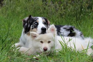 Two dogs sitting together on the grass