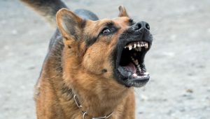 Dog bad dangerous german shepherd