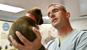 Puppy vet veterinarian dog doctor