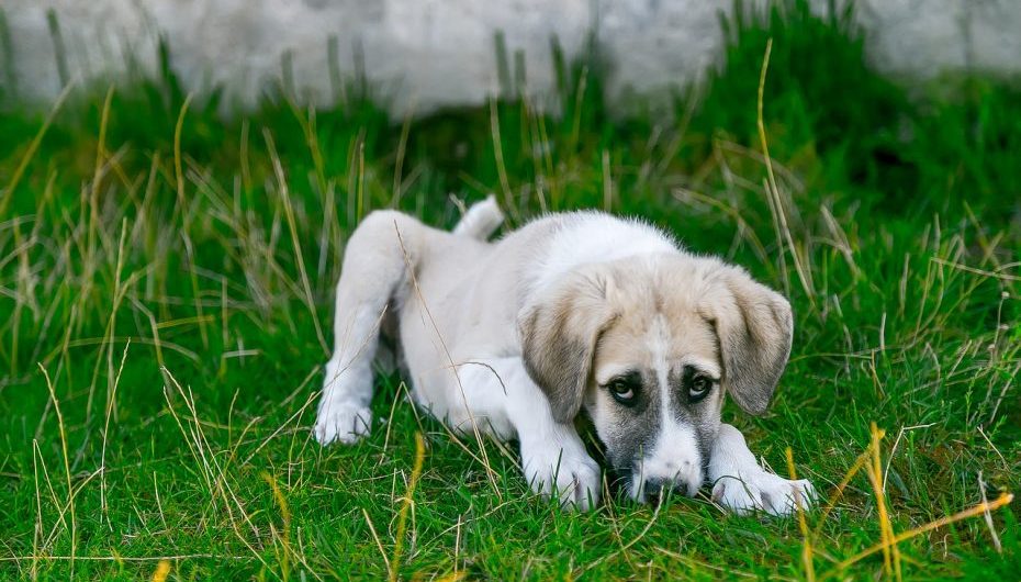 White dog on the grass