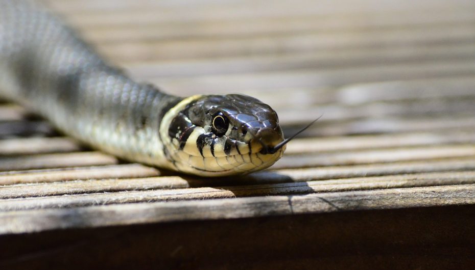 Close up of the head of a King Cobra snake