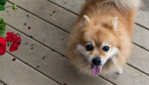 Pomeranian dog pet canine cute